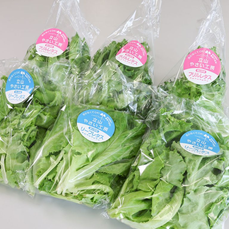 otamesi_lettuce_01