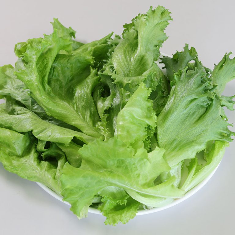 teiki_lettuce_01