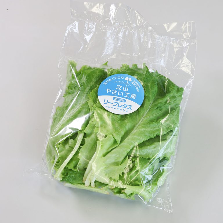 teiki_lettuce_01